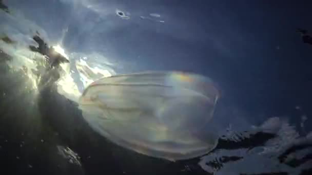 Meeresinvasionen Quallen Ctenophora Mnemiopsis Mnemiopsis Leidyi Bewegt Sich Planktonreichen Wasser — Stockvideo