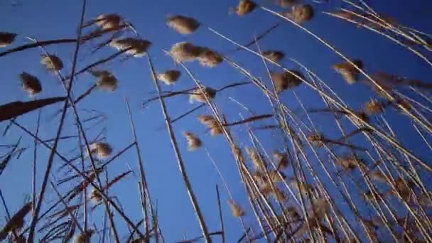 芦苇在蓝色天空的背景下挥动在风中 Bolgradsky Yalpug 乌克兰 — 图库视频影像