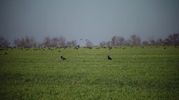 Rooks Corvus Frugilegus Green Field Winter Wheat Bolgradsky Area Ukraine — Stock Video