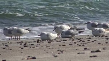 Martılar Karadeniz kıyısında. Martı stand sahilde. Martı sinek ve denize yakın git