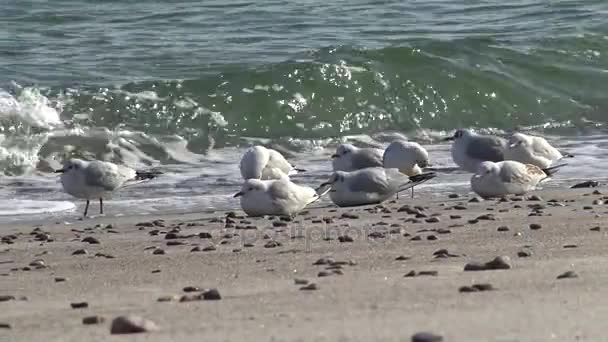 海鸥在黑海的岸边 海鸥站在海滩上 海鸥飞 走近海 — 图库视频影像