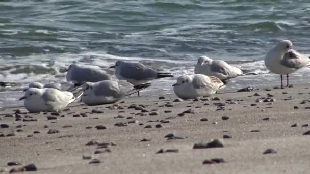 Seagulls Shore Black Sea Gull Stand Beach Gulls Fly Sea — Stock Video