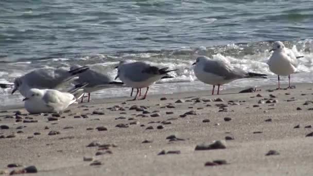 Rackové Pobřeží Černého Moře Racek Stánek Pláži Rackové Létají Jít — Stock video
