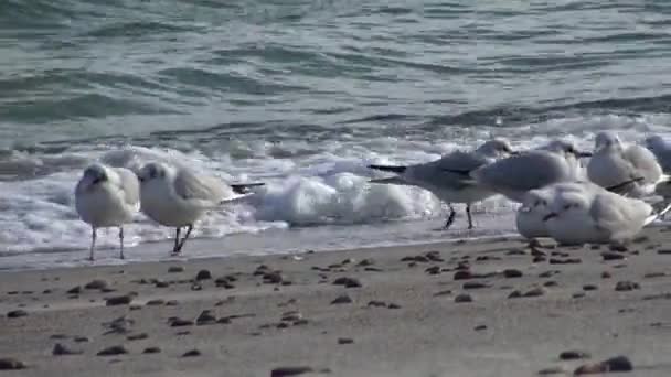 Sirályok Fekete Tenger Partján Sirály Állni Strandon Sirályok Repülnek Megy — Stock videók