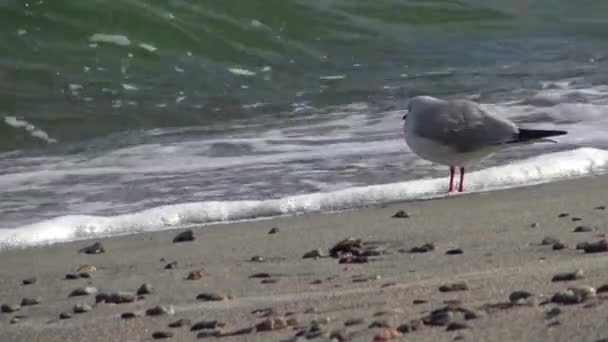 Sirályok Fekete Tenger Partján Sirály Állni Strandon Sirályok Repülnek Megy — Stock videók