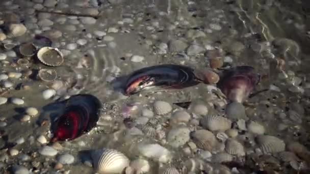 在岸上的贻贝 水波覆盖着沙滩上的贝壳 波浪飞溅在贝壳上 美丽的浮雕海贝壳洗浪 — 图库视频影像
