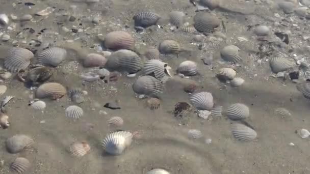 海岸での貝殻 Sand 波スプラッシュのシェル上で貝殻をカバーします 波を洗う美しいレリーフの貝殻 — ストック動画