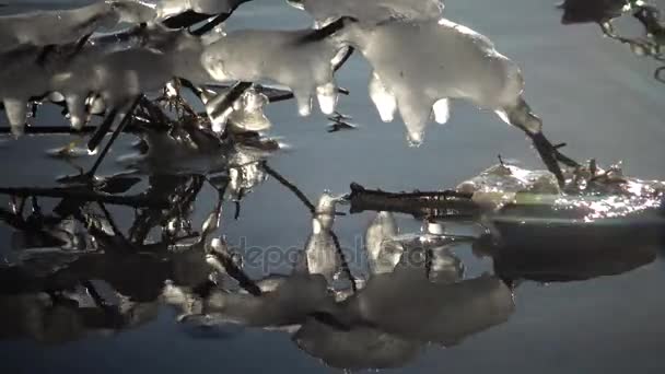 Frozen Water Tree Branches Stream Flowing Trees Branches Icicles — Stock Video
