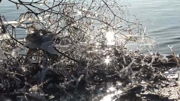 Eau Gelée Sur Les Branches Des Arbres Ruisseau Passant Devant — Video