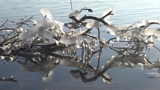 Gefrorenes Wasser Auf Ästen Bach Fließt Mit Eiszapfen Bäumen Und — Stockvideo
