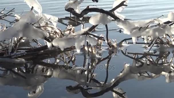 树枝上结冰的水溪流流过树木和枝条 结着冰柱 — 图库视频影像