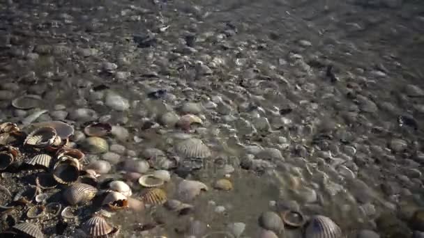 Conchas Marinas Orilla Las Olas Agua Cubren Conchas Marinas Arena — Vídeo de stock