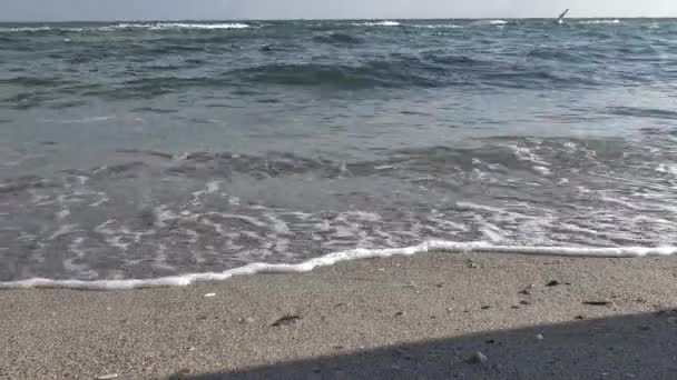 Man Feet Walking Barefoot Sea Shore Persona Cammina Sulla Riva — Video Stock