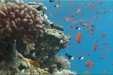 Bir mercan kayalığı yakınındaki Red Sea'deki/daki mücevher peri basslet (Pseudantias squamipinnis)