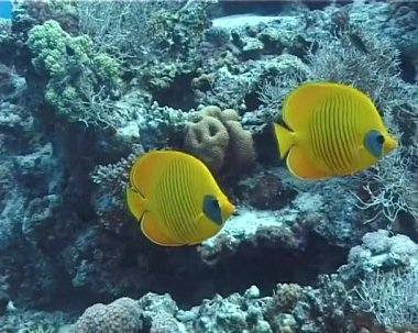 Bir mercan kayalığı yakınındaki Red Sea'deki/daki maskeli butterflyfish (Chaetodon semirvatus)