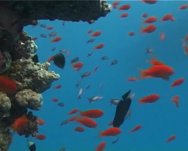 Fata Gioiello Bassotto Pseudantias Squamipinnis Nel Mar Rosso Vicino Una — Video Stock