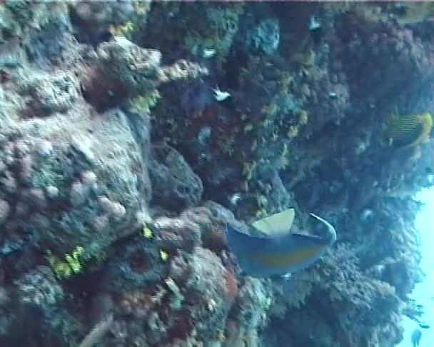 赤い海の中アラビア エンゼルフィッシュ ヤッコ Maculosus 付近のサンゴ礁 — ストック動画