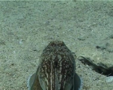 Zehirli balık Atlantik stargazer (Uranoscopus scaber)