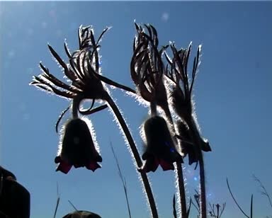 Pulsatilla patens Düğün çiçeğigiller ailesindeki çiçekli bitki türüdür