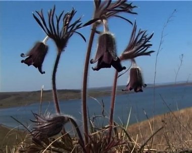Pulsatilla patens Düğün çiçeğigiller ailesindeki çiçekli bitki türüdür