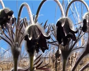 Pulsatilla patens Düğün çiçeğigiller ailesindeki çiçekli bitki türüdür