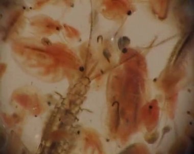 Larva Plecoptera ve daphnia mikroskopla, makro video