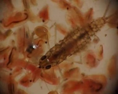 Larva Plecoptera ve daphnia mikroskopla, makro video