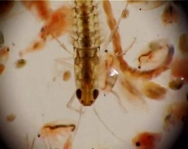 Larva Plecoptera ve daphnia mikroskopla, makro video