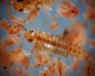 Larva Plecoptera ve daphnia mikroskopla, makro video