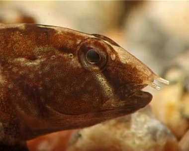 Tubenose goby (Proterorhinus marmoratus) . Karadeniz Balığı. Ukrayna.