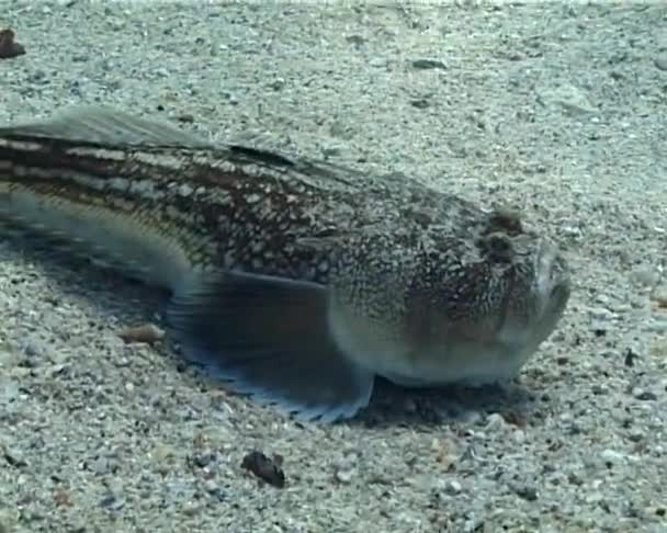Ядовитая Рыба Atlantic Stargazer Uranoscopus Scaber — стоковое видео