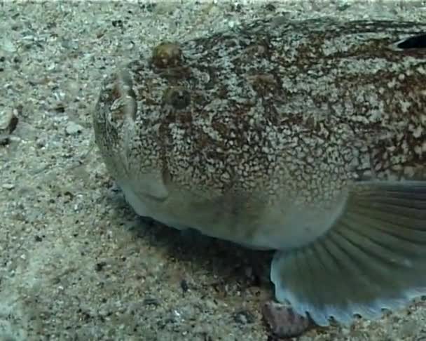 Токсичні Риби Зіркогляд Uranoscopus Scaber — стокове відео