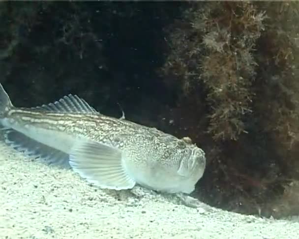 Giftige Vis Atlantische Stargazer Uranoscopus Scaber — Stockvideo