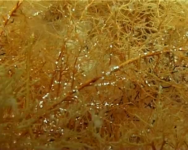 Pequenos Vermes Spirorbis Nas Hastes Alga Cystoseira Mar Negro — Vídeo de Stock