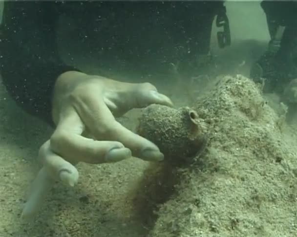 Diver Takes Hands Rapana Venosa — Stock Video