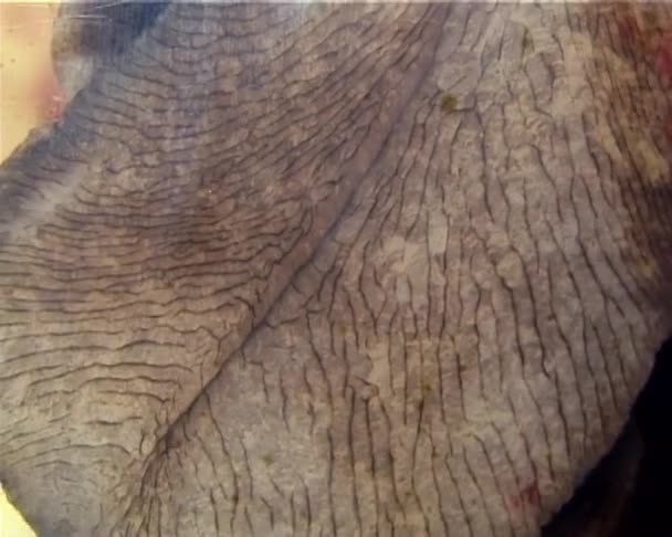 Die Invasive Invasive Art Rapana Venosa Kriecht Auf Dem Glas — Stockvideo