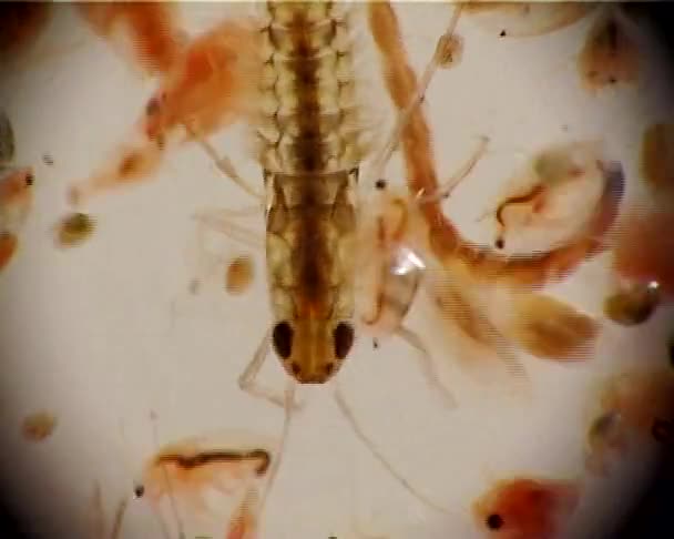 Tápláléka Fenéklakó Gerinctelenek Daphnia Mikroszkóp Makró Videóinak Alatt Lárvák — Stock videók