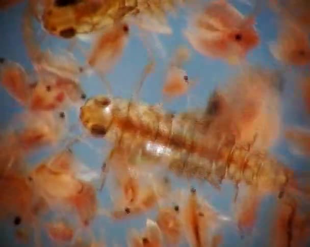 Larvas Plecoptera Dafnia Bajo Microscopio Macro Video — Vídeo de stock