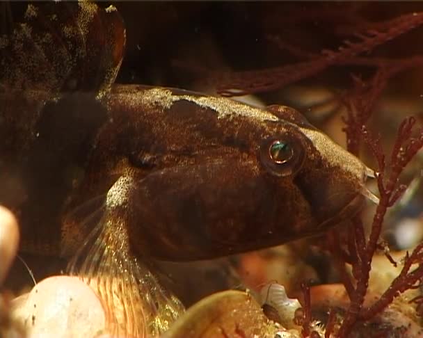 Tubenossmörgås Proterorhinus Marmoratus Svarta Havets Fisk Ukraina — Stockvideo