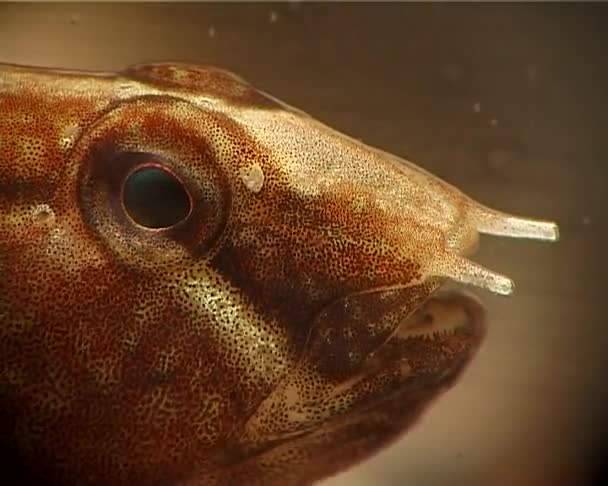 Тубенозная Коза Proterorhinus Marmoratus Рыба Черного Моря Украина — стоковое видео