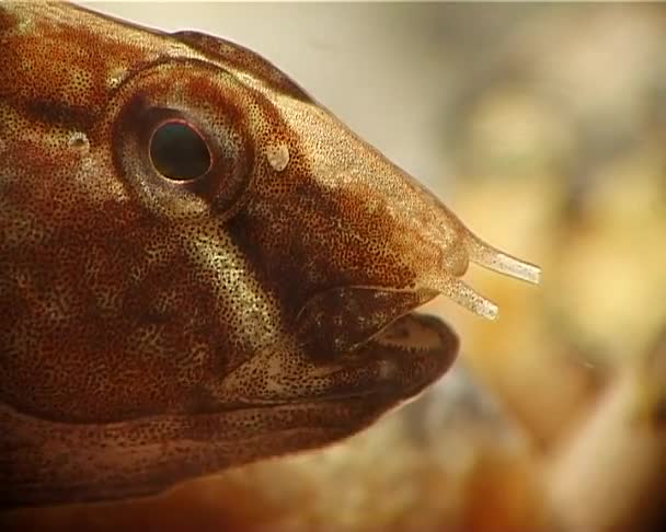 Tubenose Goby Proterorhinus Marmoratus 黑海地区的鱼 乌克兰 — 图库视频影像