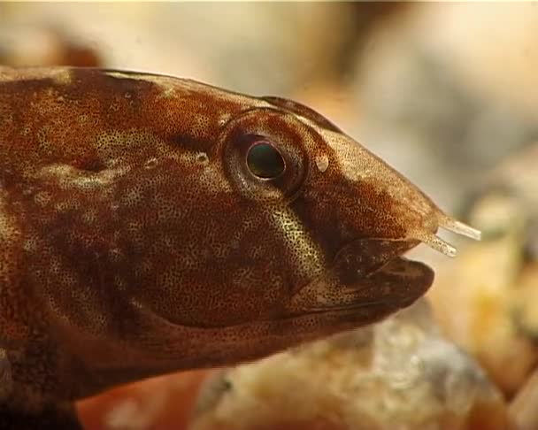 Tubenóz Gób Proterorhinus Marmoratus Fekete Tenger Hala Ukrajna — Stock videók