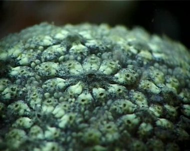 Tunicata Botrillus schlosseri, makro