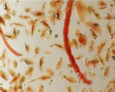 Sivrisinek ve bir mikroskop altında daphnia larva makro