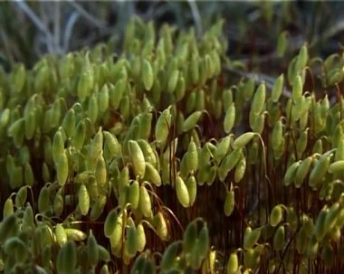Kara yosunları Flora. Taze yeşil yosun