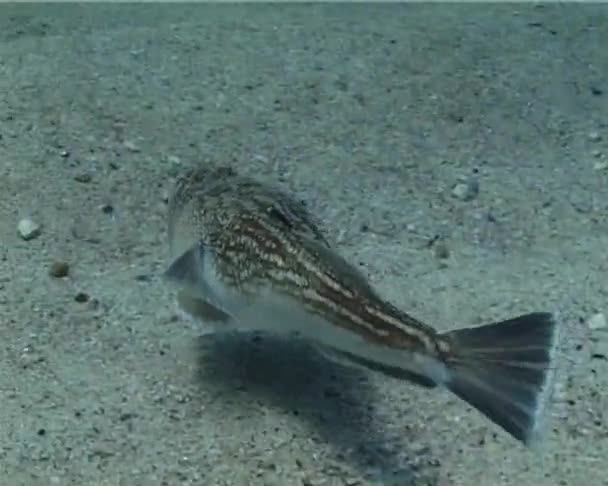 Peixes Tóxicos Atlantic Stargazer Uranoscopus Scaber — Vídeo de Stock