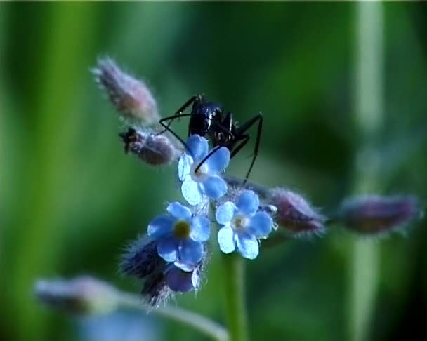 Gran Hormiga Sentada Sobre Una Flor Azul — Vídeos de Stock