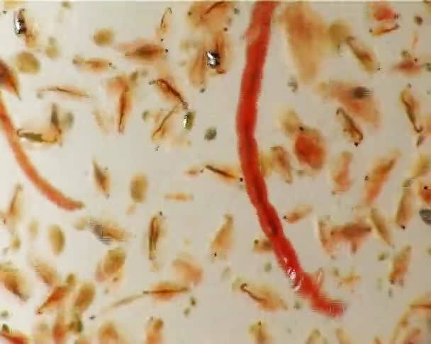 Larven Van Muggen Daphnia Onder Een Microscoop Macro — Stockvideo