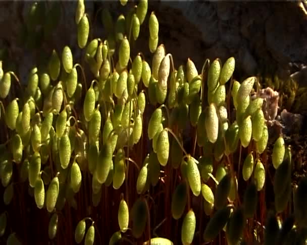 Мохоподібних Флори Свіжий Зелений Лишайника — стокове відео