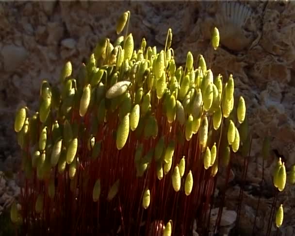 Bryophyte Flora Musgo Verde Fresco — Vídeo de stock